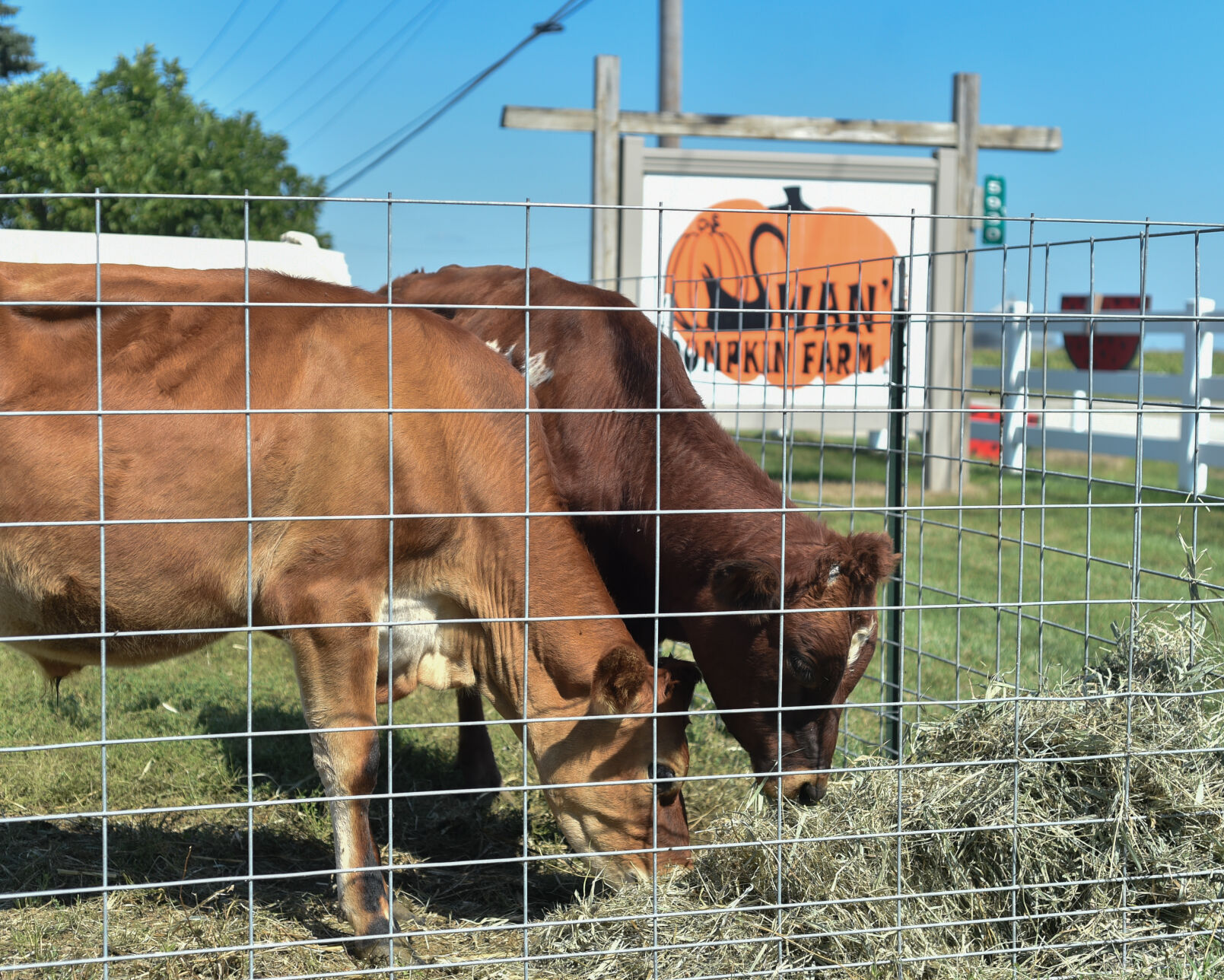 Cows